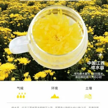 皇菊茶一级