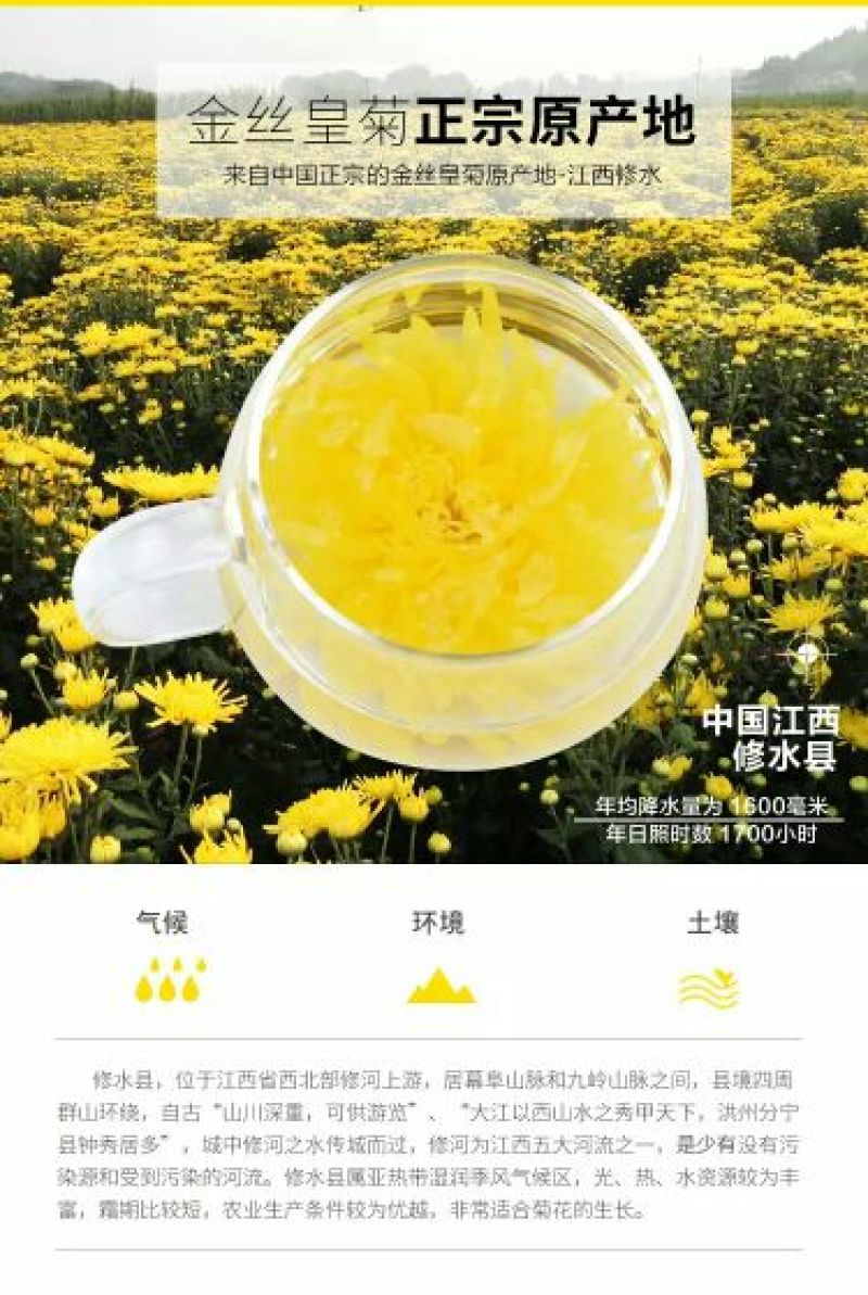 皇菊茶一级
