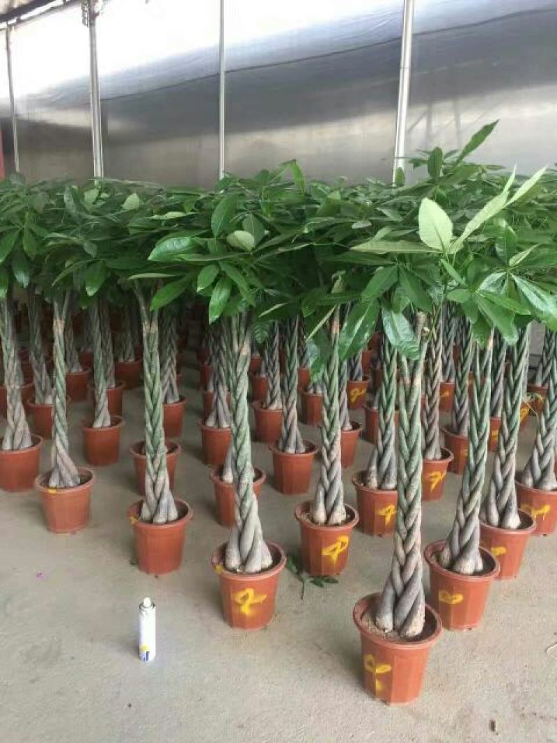 发财树不含盆