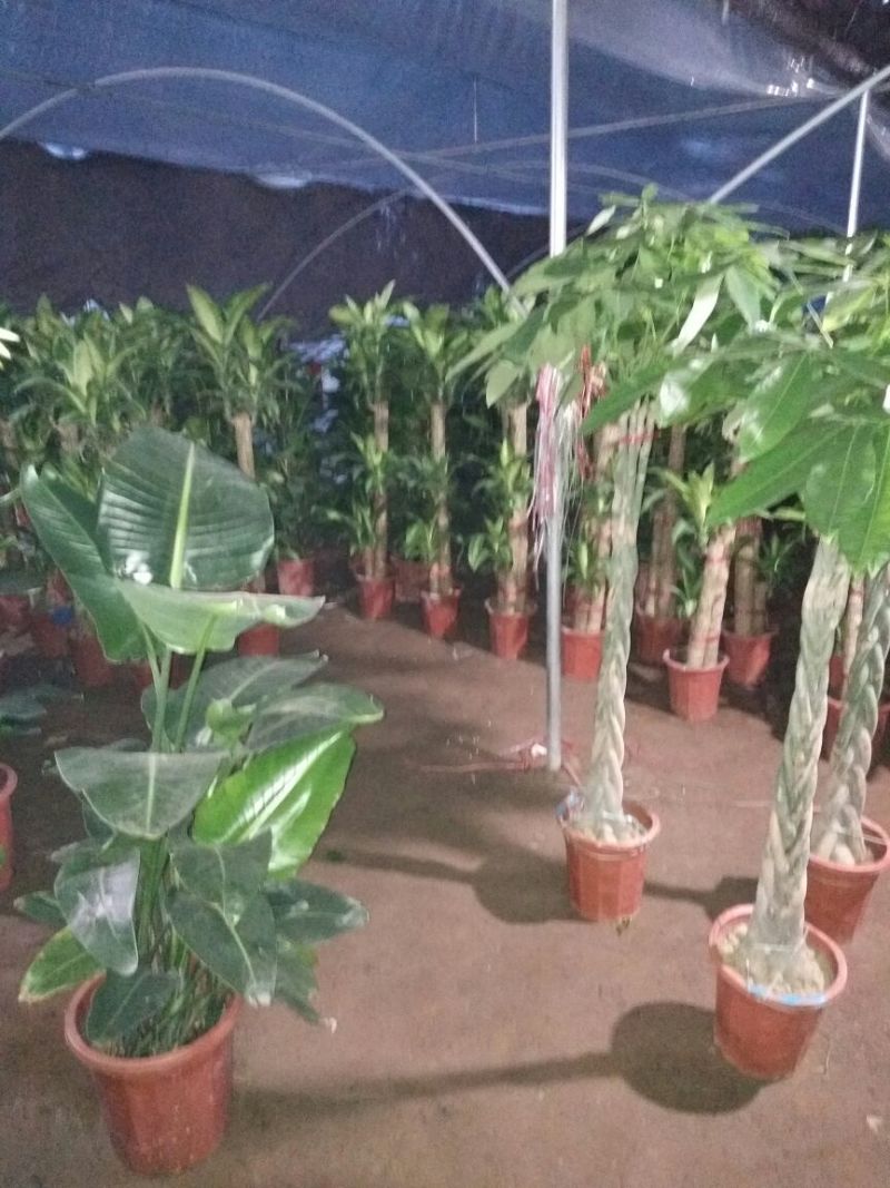 发财树不含盆