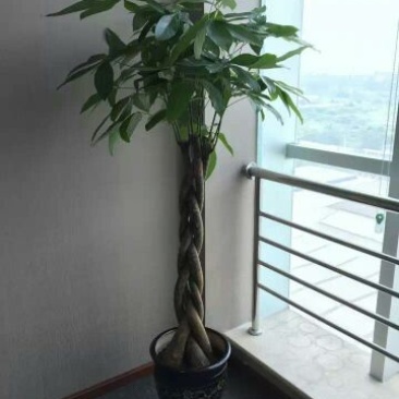 发财树不含盆