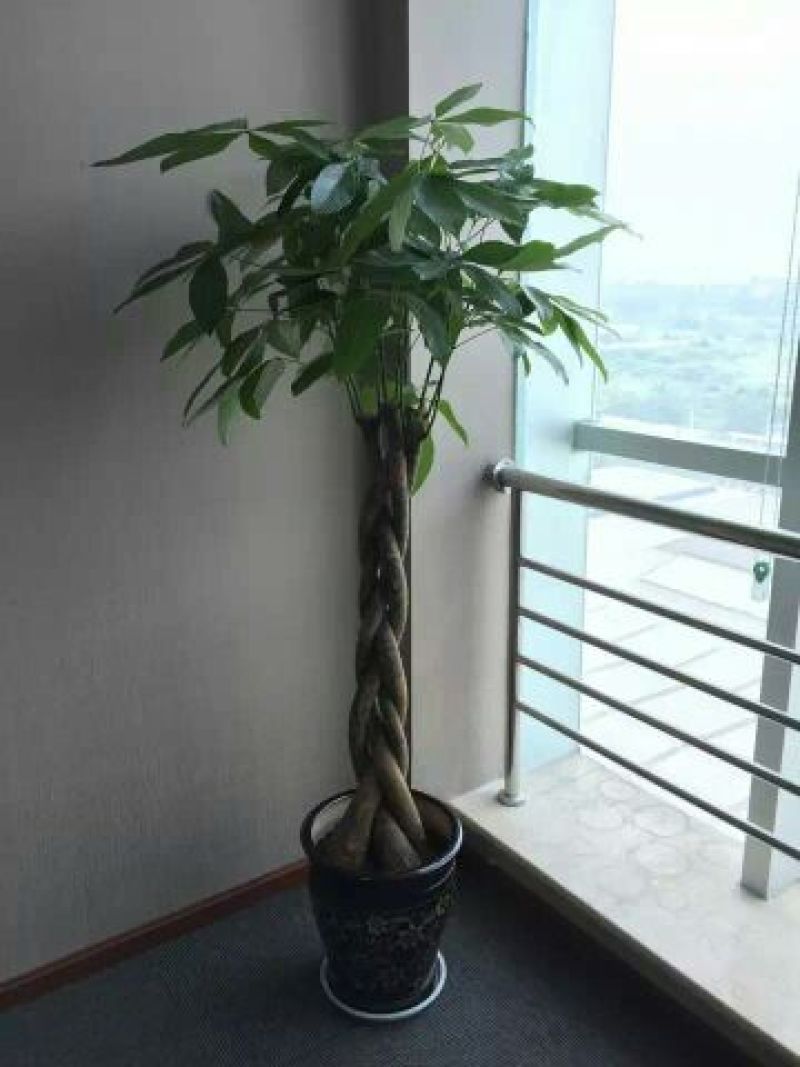 发财树不含盆