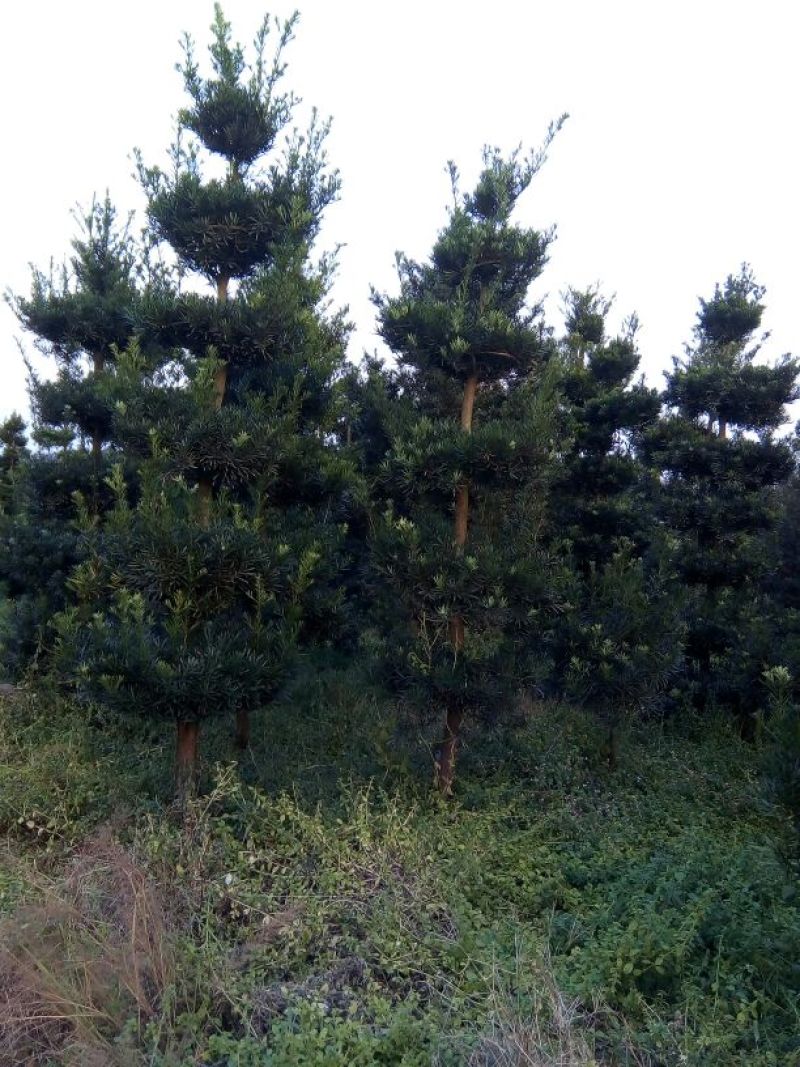 造型松10公分