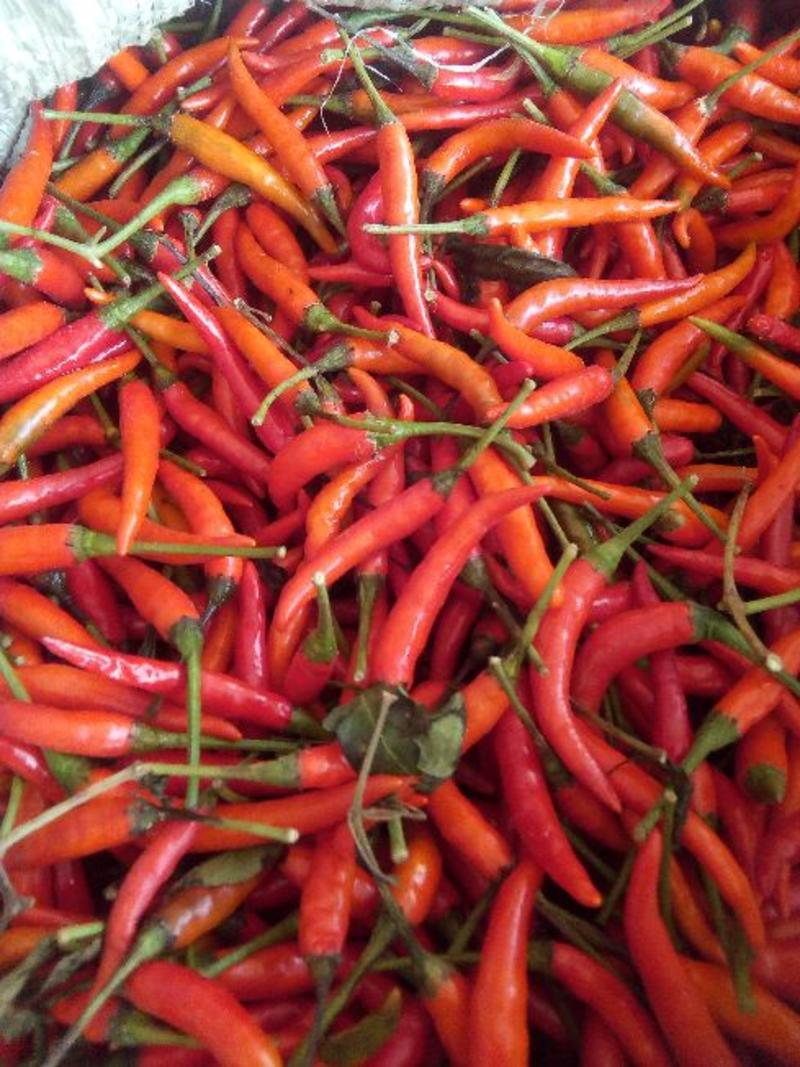 艳红辣椒5~10厘米中辣红，产地直供，欢迎洽谈订购