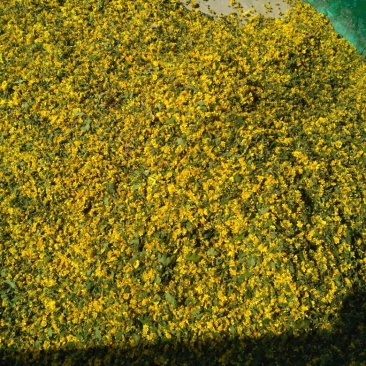 野菊花散装