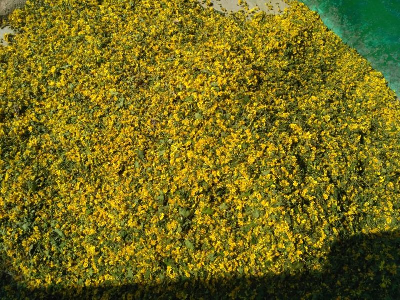野菊花散装