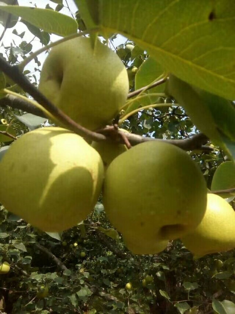 酥梨光果，口干好，看货谈价，保证质量，货源充足。