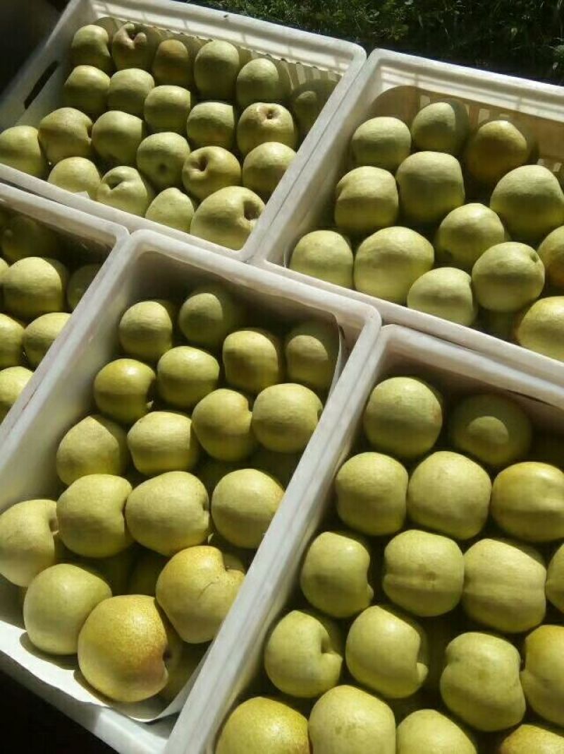 酥梨光果，口干好，看货谈价，保证质量，货源充足。