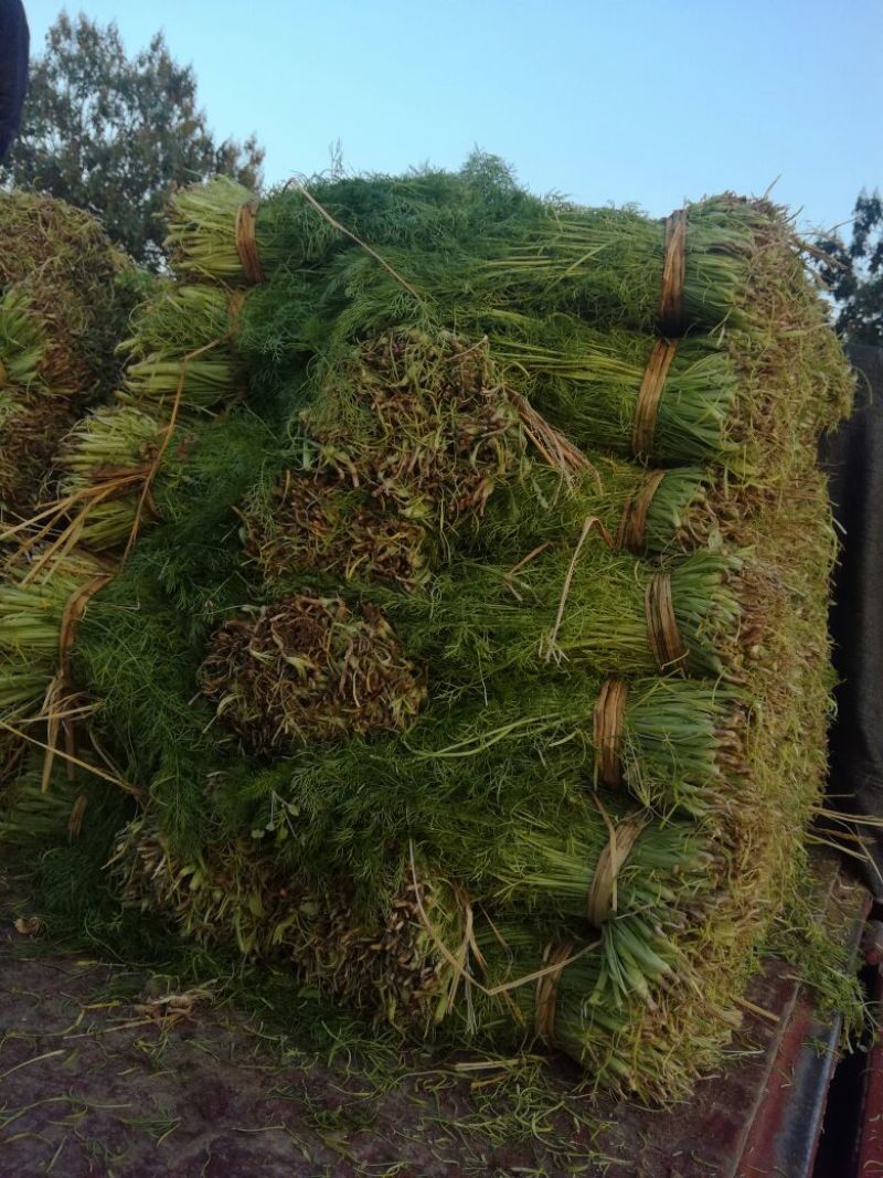 【推荐】🔥茴香🔥25~30cm，精品茴香，常年供应欢迎下单