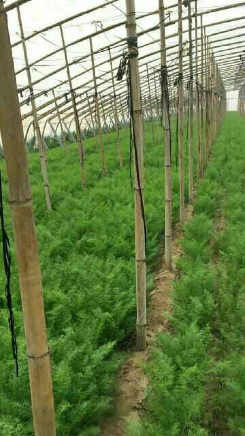 【推荐】🔥茴香🔥25~30cm，精品茴香，常年供应欢迎下单