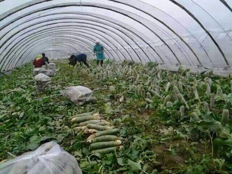 潍县萝卜产地批发，现拔，冷库萝卜大量现货