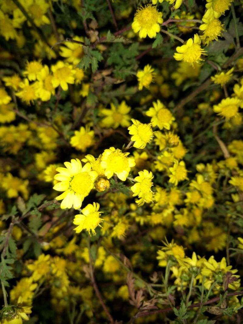 野菊花散装