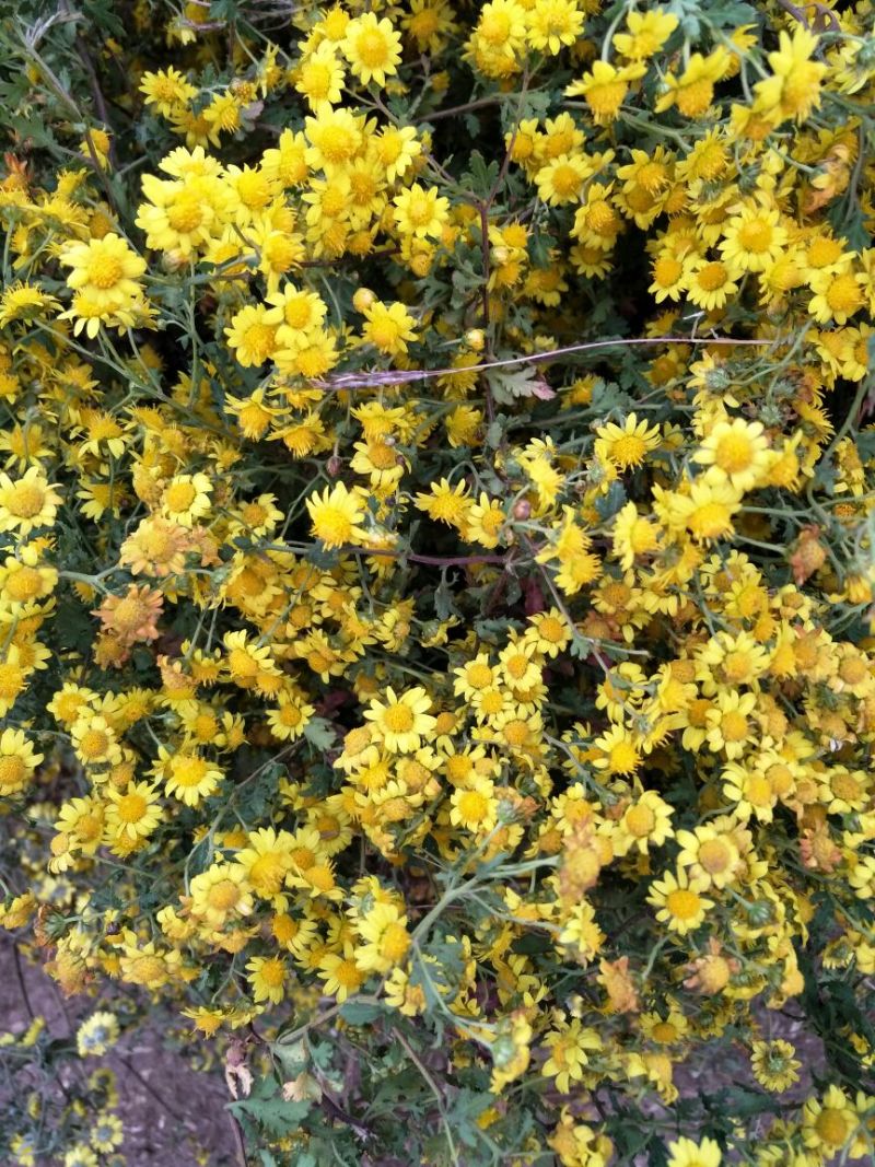 野菊花散装