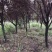 紫叶李树形好，14.15.16原生冠2-5-8-10公分