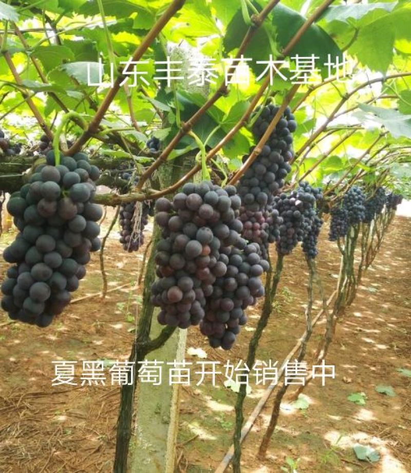 夏黑葡萄苗早熟夏黑葡萄苗基地低价批发保证苗纯正