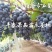 夏黑葡萄苗早熟夏黑葡萄苗基地低价批发保证苗纯正