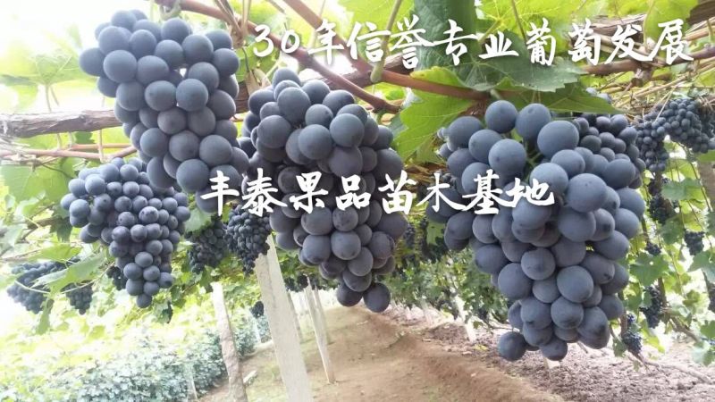 夏黑葡萄苗早熟夏黑葡萄苗基地低价批发保证苗纯正