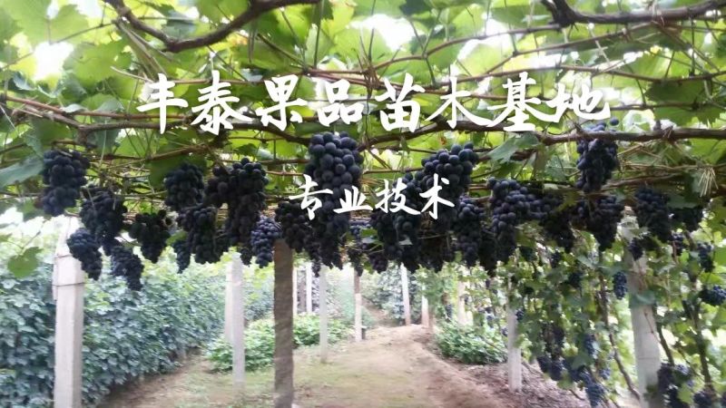 夏黑葡萄苗早熟夏黑葡萄苗基地低价批发保证苗纯正