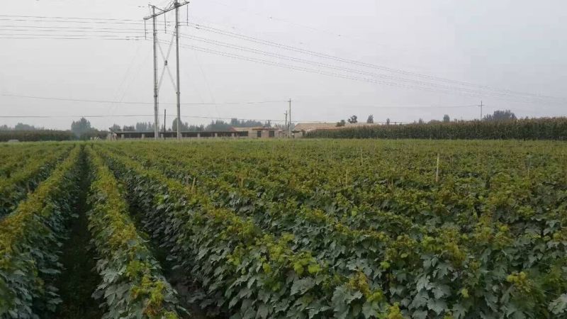 夏黑葡萄苗早熟夏黑葡萄苗基地低价批发保证苗纯正