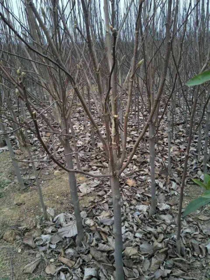 紫玉兰红玉兰紫玉兰2～5
