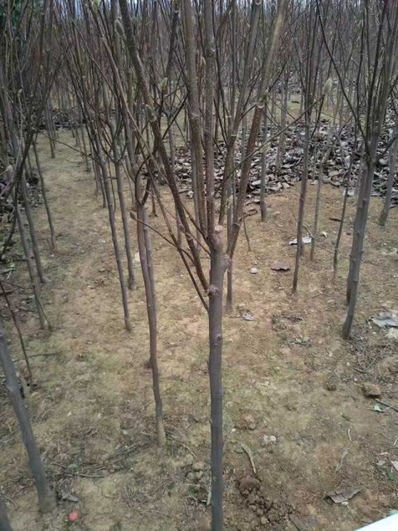 紫玉兰红玉兰紫玉兰2～5