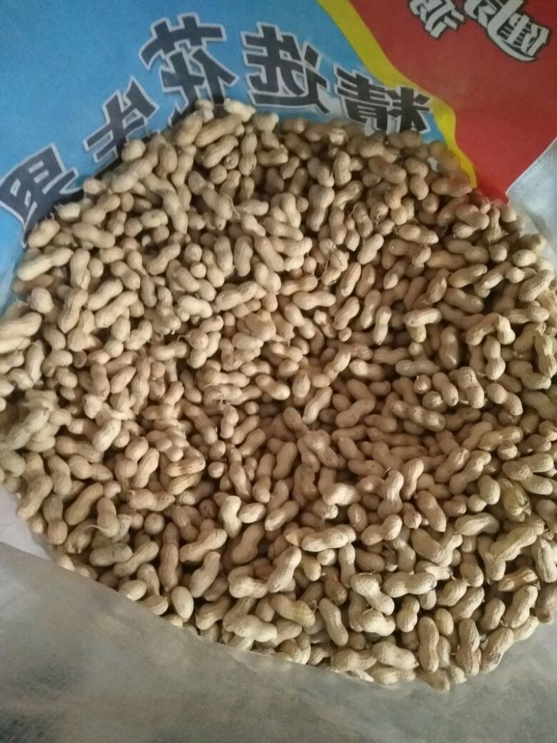 花生干货带壳精选花生果食品厂高端货