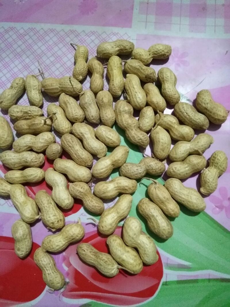 花生干货带壳精选花生果食品厂高端货