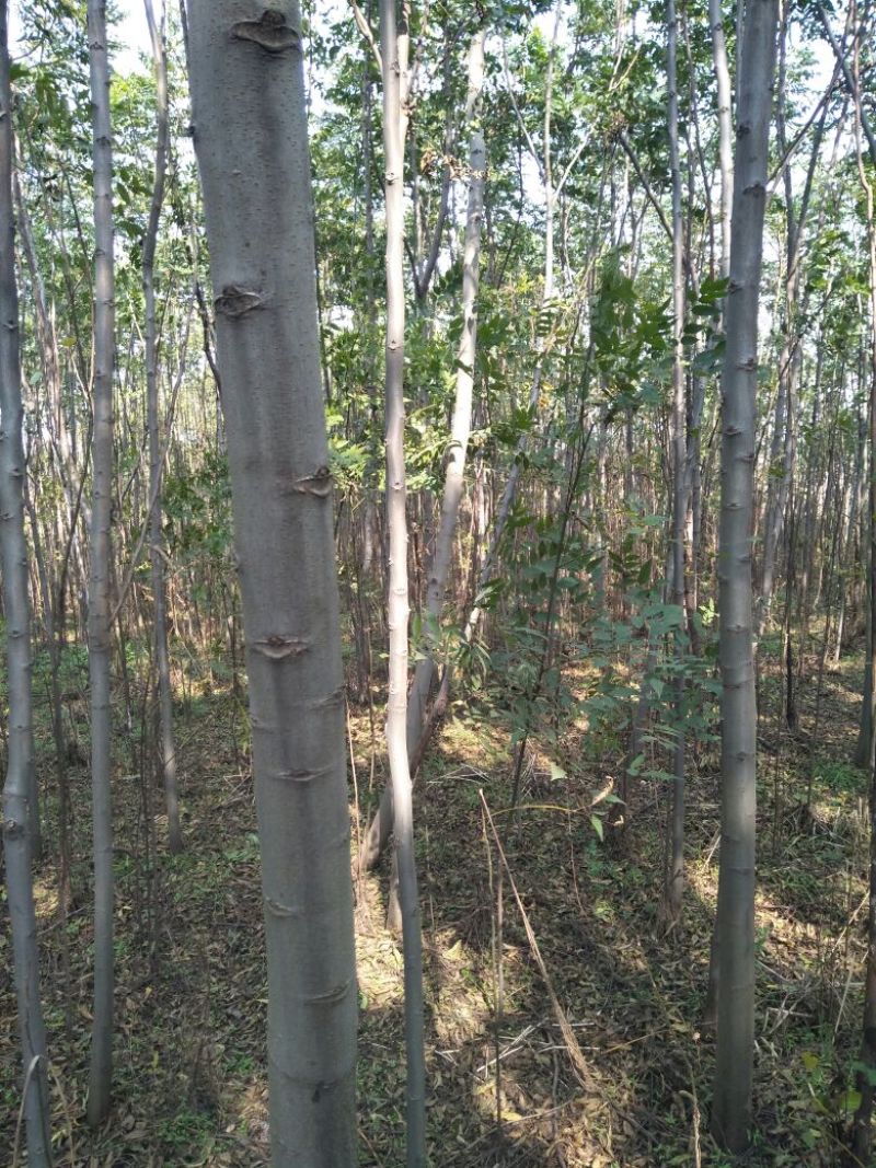 楠木3~3.5m4~6cm