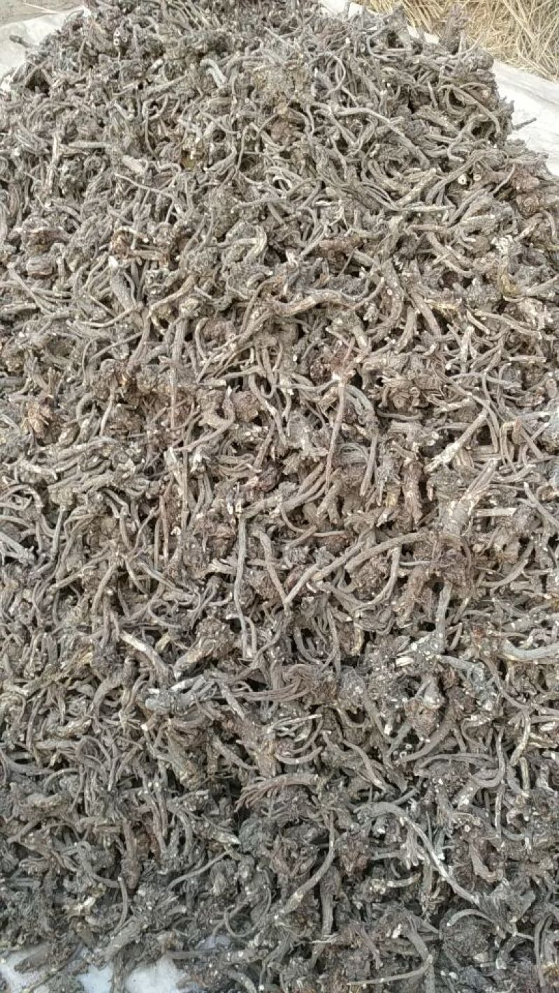 羌活