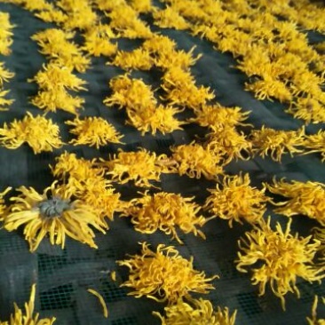 金丝皇菊茶一级