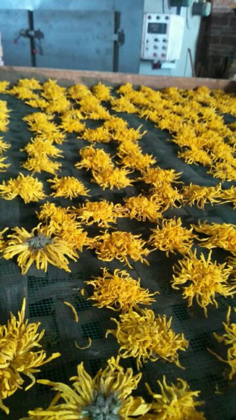 金丝皇菊茶一级