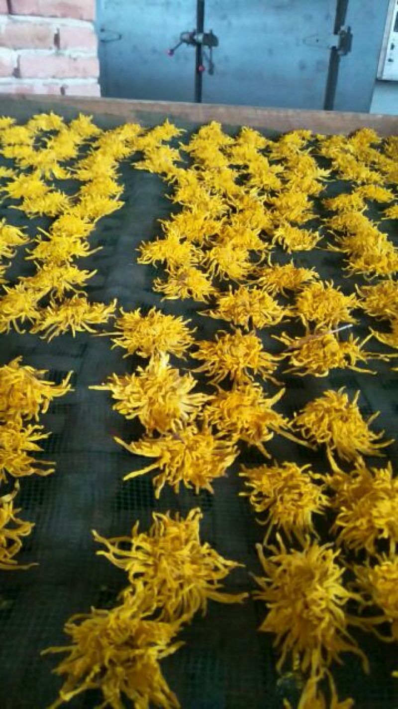 金丝皇菊茶一级