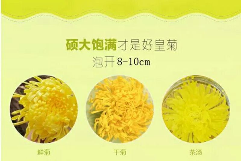 金丝皇菊茶
