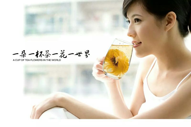 金丝皇菊茶