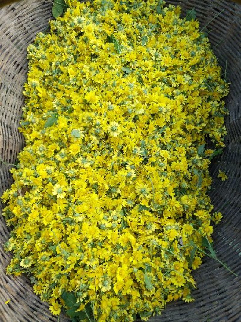 野菊花袋装