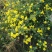 野菊花袋装