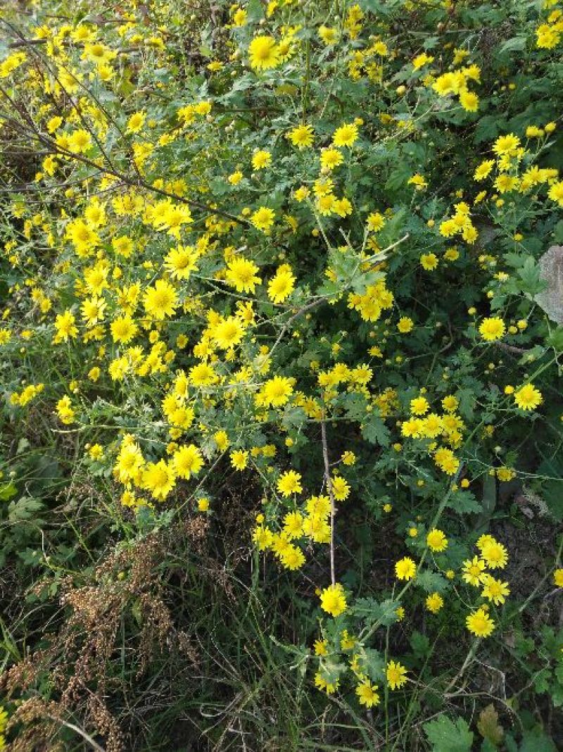 野菊花袋装
