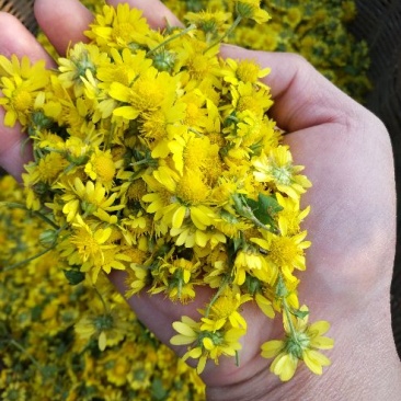 野菊花袋装
