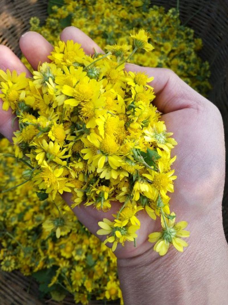 野菊花袋装