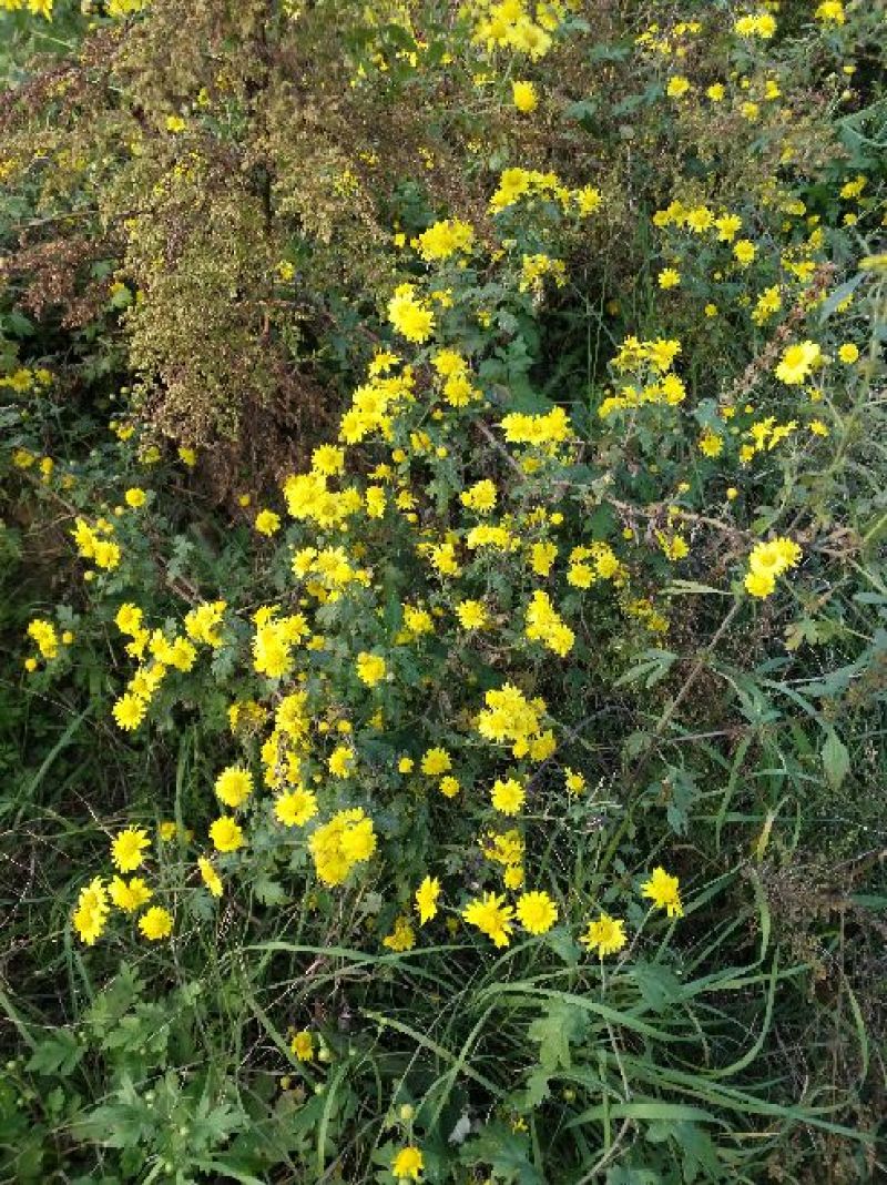 野菊花袋装