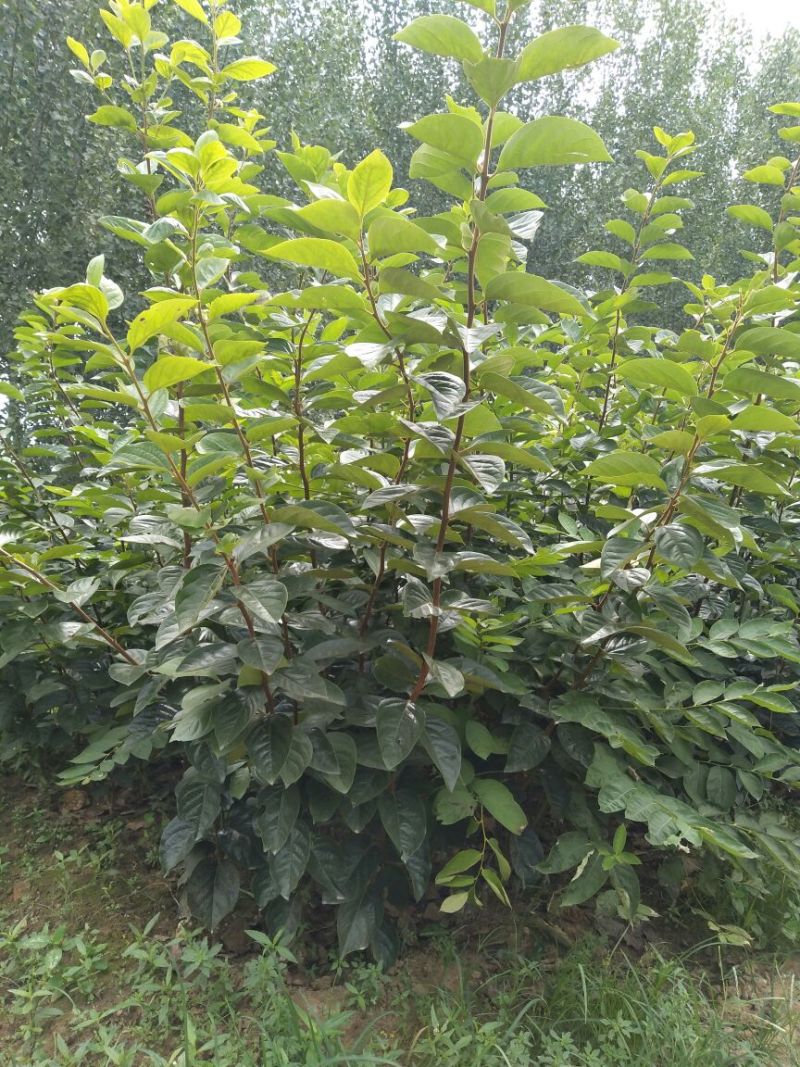 柿子树苗次郎脆柿阳丰磨盘富有黑柿子树苗，现起现