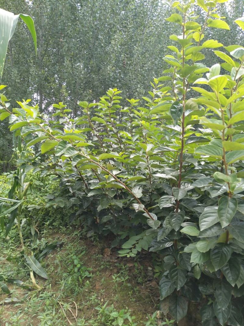柿子树苗次郎脆柿阳丰磨盘富有黑柿子树苗，现起现