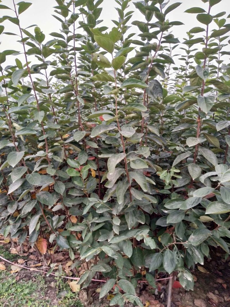 柿子树苗次郎脆柿阳丰磨盘富有黑柿子树苗，现起现
