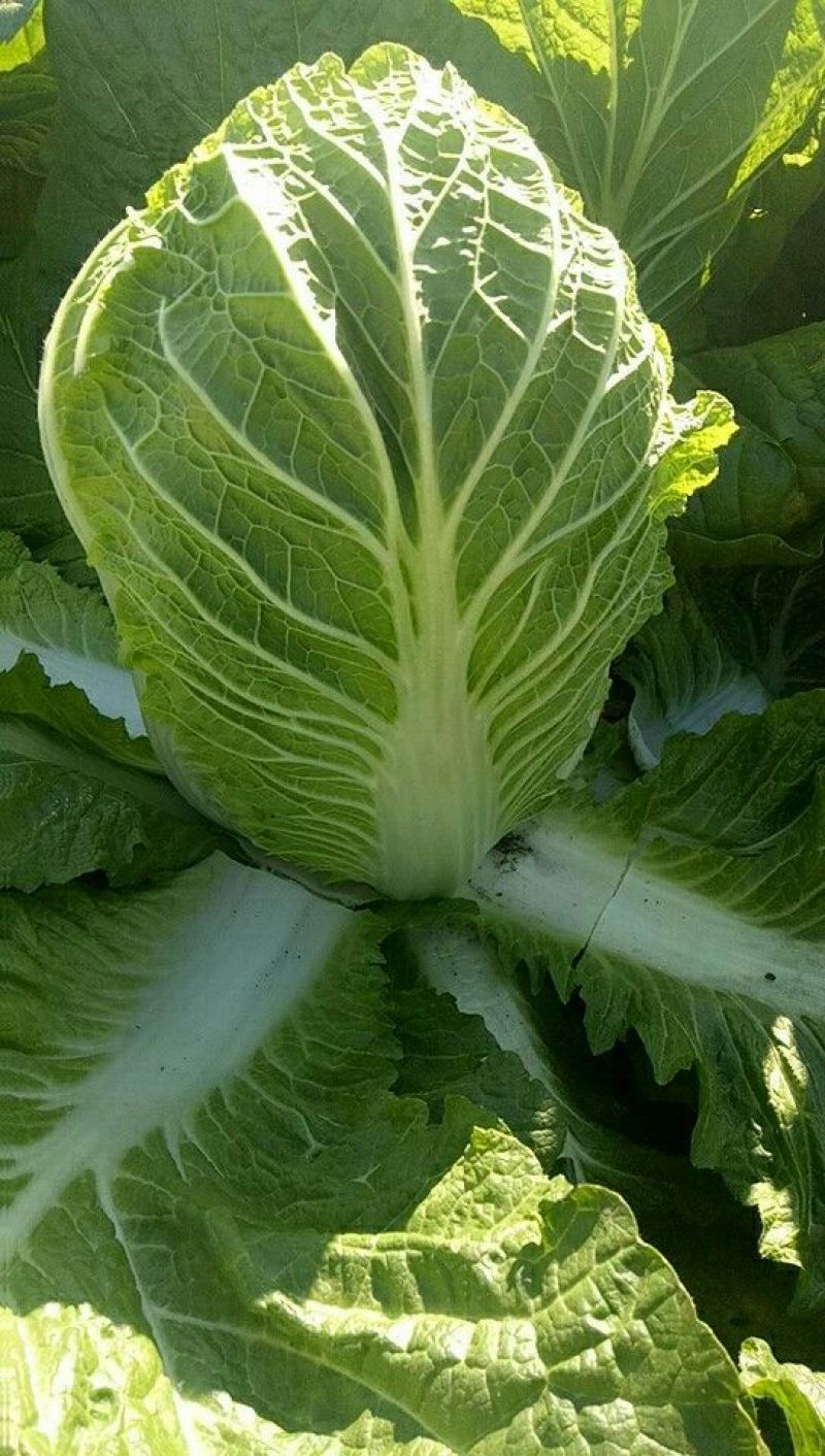 大白菜精品，质量保证，诚信经营，优惠上市中！！！