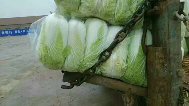 大白菜精品，质量保证，诚信经营，优惠上市中！！！