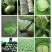 大白菜精品,质量保证,诚信经营,优惠上市中!!!