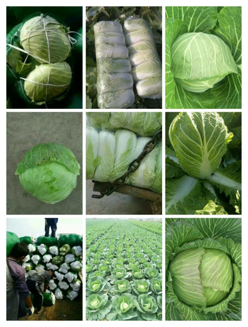 大白菜精品，质量保证，诚信经营，优惠上市中！！！