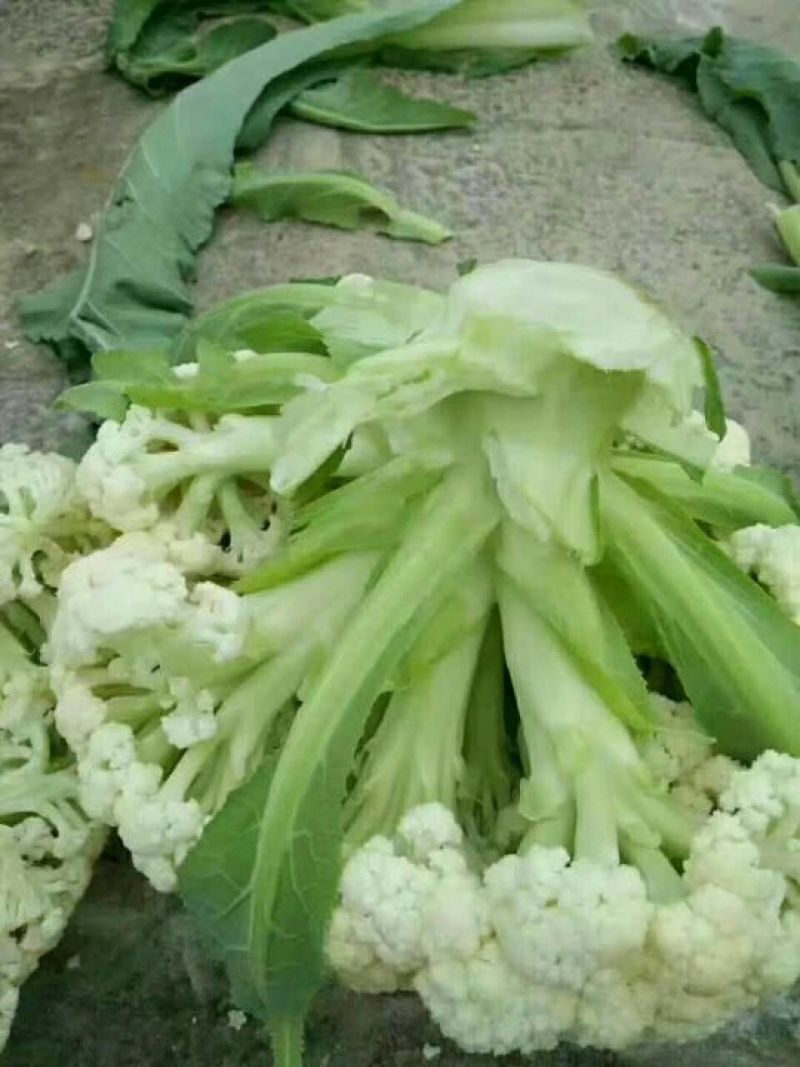 白面青梗松花菜2斤松散乳白，代收，代发全国各地