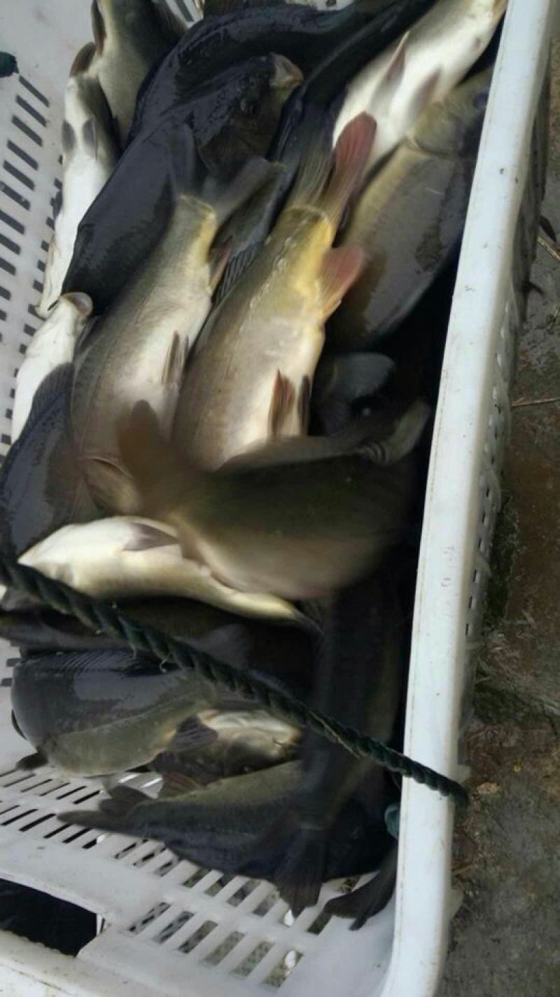裸鲤鱼1~2公斤食用