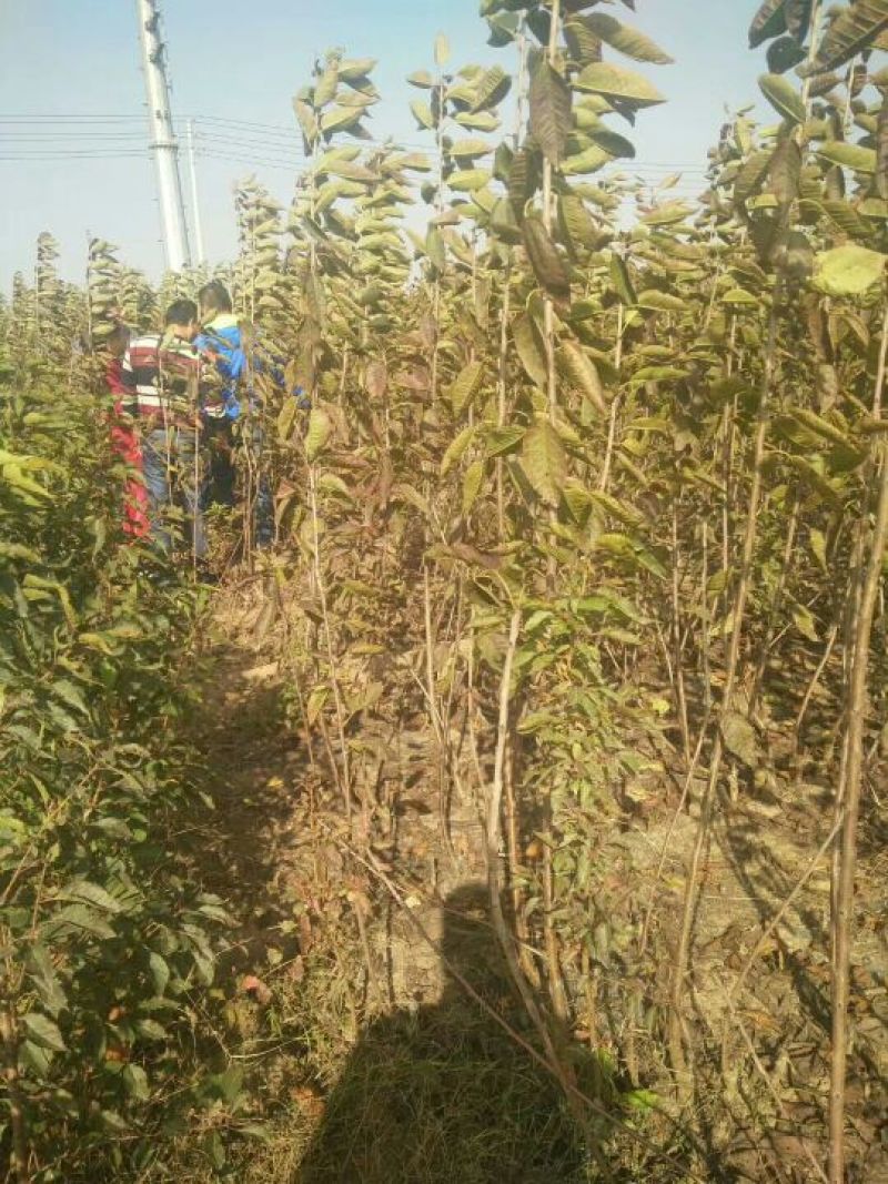 【推荐】大樱桃树品种纯正现挖现发保成活